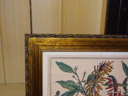 JANUARY ROBERT FURBER; BOTANICAL IDENTIFICATION PRINT BRITISH 18TH C. BRONZE COLORED FRAME. THIS