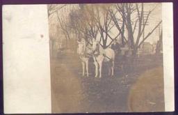 1910 PHOTO PAIR OF WHITE HORSES PULLING MAN IN BUGGY Interesting real photo postcard showing 2