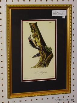 "HARRIS'S WOODPECKER" JOHN J. AUDUBON PRINT; SHOWS THE MALE AND FEMALE VERSION OF HARRIS'S