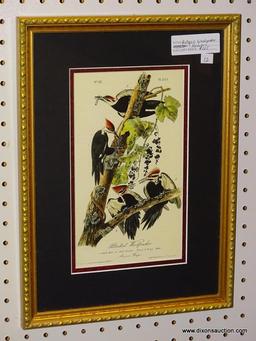 "PILEATED WOODPECKER" JOHN J. AUDUBON PRINT; SHOWS THE MALE PILEATED WOODPECKER, THE FEMALE