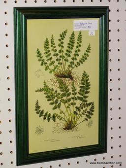 ANTIQUE "OBLONG WOODSIA FERN" PRINT; FRAMED PRINT SHOWS THE CHARACTERISTICS OF THE OBLONG WOODSIA