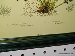 ANTIQUE "OBLONG WOODSIA FERN" PRINT; FRAMED PRINT SHOWS THE CHARACTERISTICS OF THE OBLONG WOODSIA