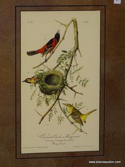 "ORCHARD ORIOLE OR HANG-NEST" JOHN J. AUDUBON PRINT; SHOWS THE MALE, YOUNG MALE, AND FEMALE BIRD