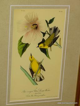 ANTIQUE BIRD BY JOHN AUDUBON. MEASURES 10" X 14 1/2".