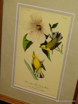 ANTIQUE BIRD BY JOHN AUDUBON. MEASURES 10" X 14 1/2".