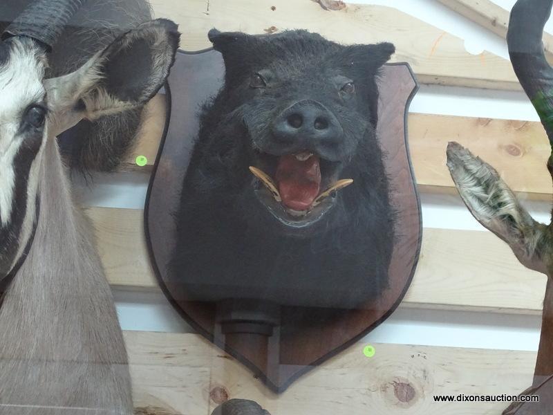 BOAR TAKEN IN PENNSYLVANIA. $2,000.00 HUNTING TRIP. $375.00 FOR THE MOUNTING. ITEM IS SOLD AS IS