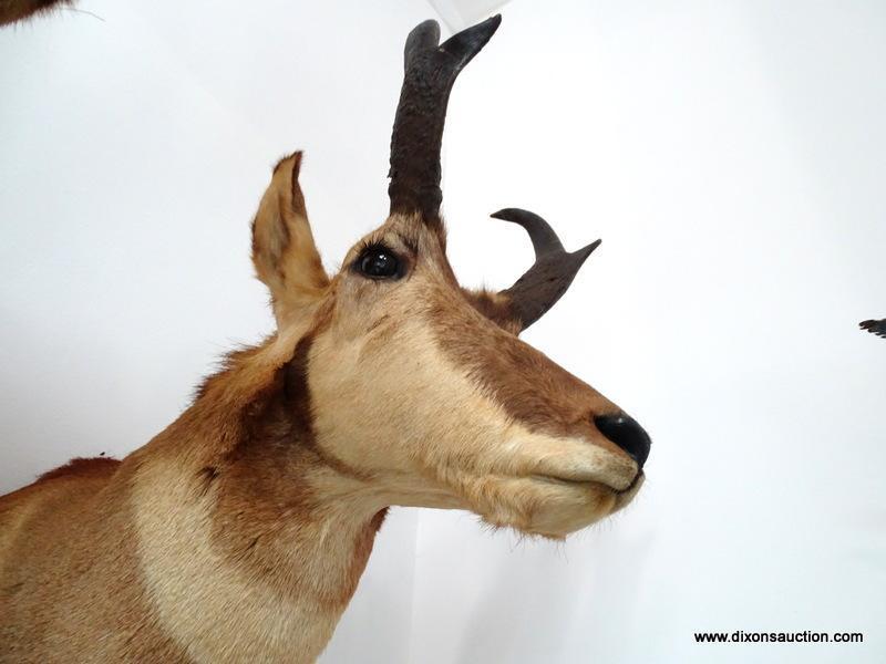 PRONGHORN ANTELOPE HUNTED IN WYOMING. THE HUNT WAS $2,600.00, MOUNT WAS $425.00 PLUS SHIPPING. ITEM