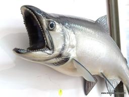 SALMON-SILVER THROAT CAUGHT IN GREAT LAKES. $225.00 MOUNT. MEASURES APPROX. 28" LONG, 11" WIDE, 6"