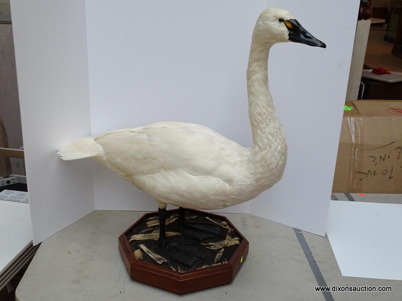 TUNDRA SWAN SHOT ON THE EASTERN SHORE. MOUNT STANDING IN CUT CORN. $825.00 MOUNT, GUIDED HUNT WAS