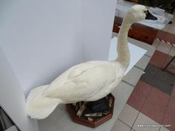 TUNDRA SWAN SHOT ON THE EASTERN SHORE. MOUNT STANDING IN CUT CORN. $825.00 MOUNT, GUIDED HUNT WAS