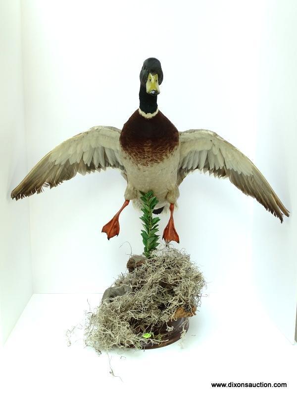 MALE DRAKE MALLARD SHOT IN NORTH CAROLINA. WINGS OPEN IN FLIGHT. $250.00 MOUNT. MEASURES APPROX. 24"