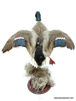 MALE DRAKE MALLARD SHOT IN NORTH CAROLINA. WINGS OPEN IN FLIGHT. $250.00 MOUNT. MEASURES APPROX. 24"