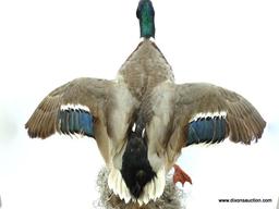 MALE DRAKE MALLARD SHOT IN NORTH CAROLINA. WINGS OPEN IN FLIGHT. $250.00 MOUNT. MEASURES APPROX. 24"