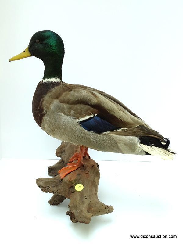 MALE DRAKE MALLARD SHOT ON THE EASTERN SHORE. TABLE MOUNT. $250.00 MOUNT. MEASURES APPROX. 14" LONG