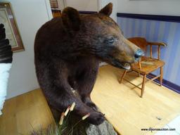 BLACK BEAR IN BROWN PHASE. THE BEAR WAS HUNTED IN MANITOBA CANADA. HUNT COST $3,500.00. MOUNT OF