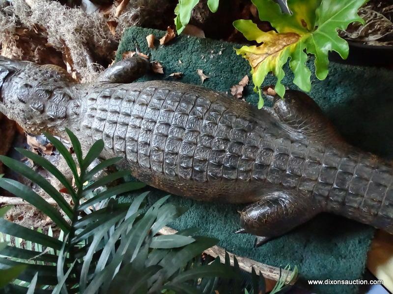 AMERICAN ALLIGATOR TAKEN IN FLORIDA ON A HOOK AND HAND LINE FOR THE FIGHT. THE ALLIGATOR WAS KILLED