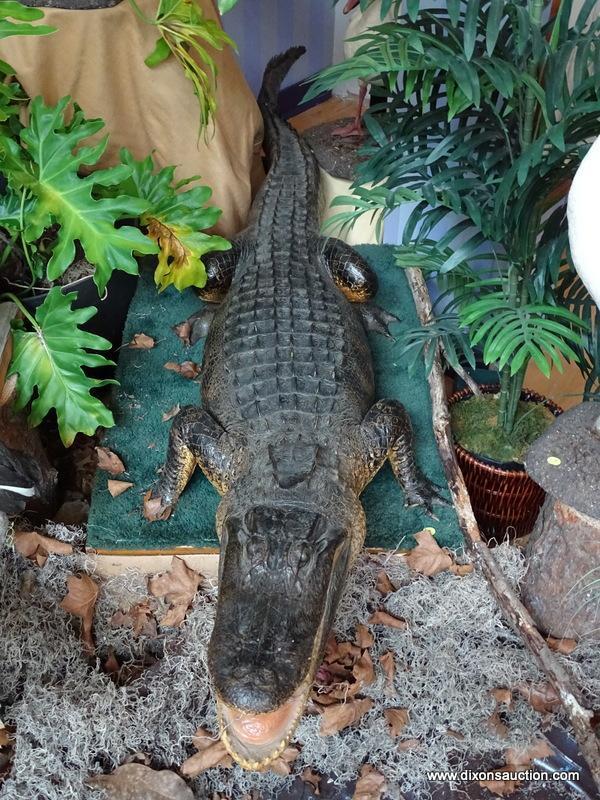 AMERICAN ALLIGATOR TAKEN IN FLORIDA ON A HOOK AND HAND LINE FOR THE FIGHT. THE ALLIGATOR WAS KILLED