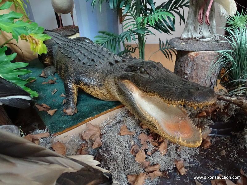 AMERICAN ALLIGATOR TAKEN IN FLORIDA ON A HOOK AND HAND LINE FOR THE FIGHT. THE ALLIGATOR WAS KILLED