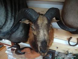 CORSICAN RAM HUNTED IN WYOMING. $425.00 FOR THE MOUNTING, HUNTING TRIP WAS $2,500.00. ITEM IS SOLD