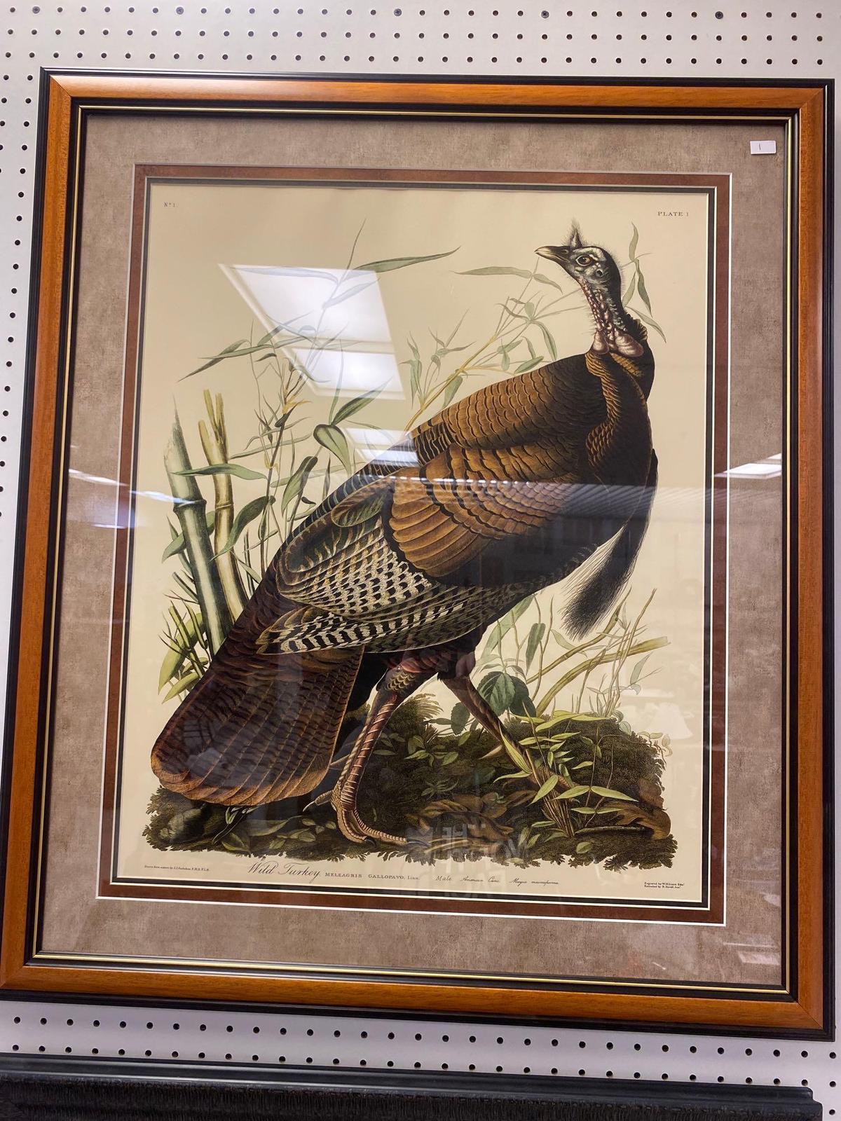 FRAMED JOHN JAMES AUDUBON (1785-1851), PLATE 1 WILD TURKEY MALE TRIPLE MATTED MEASURES APPROXIMATELY