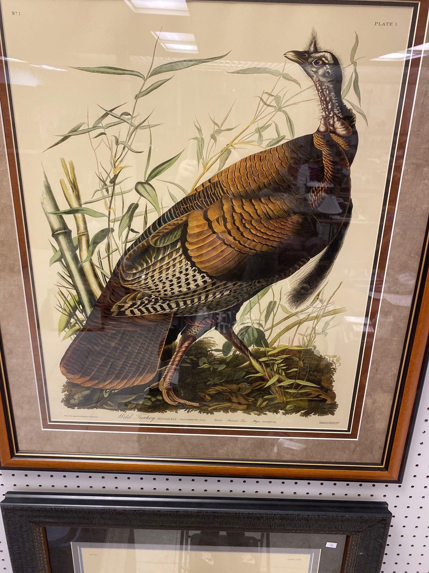 FRAMED JOHN JAMES AUDUBON (1785-1851), PLATE 1 WILD TURKEY MALE TRIPLE MATTED MEASURES APPROXIMATELY