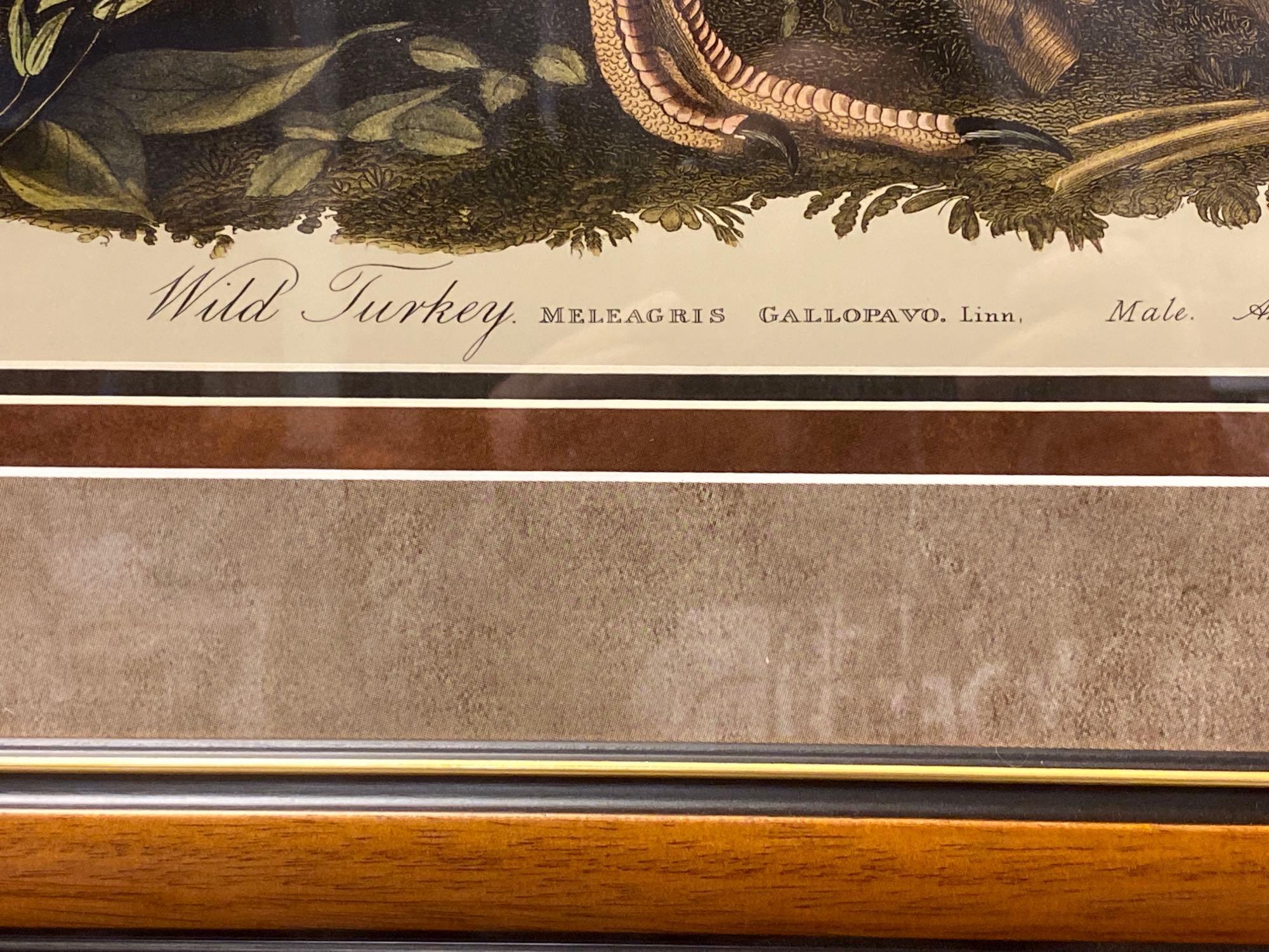 FRAMED JOHN JAMES AUDUBON (1785-1851), PLATE 1 WILD TURKEY MALE TRIPLE MATTED MEASURES APPROXIMATELY