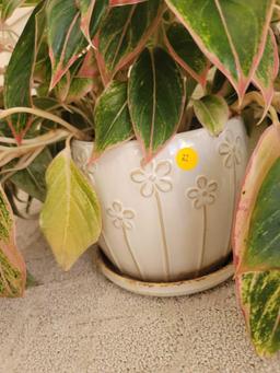 (SUNRM) WHITE CERAMIC PLANTER WITH FLOWERS ON IT. CONTAINS A RED AGALONEMA PLANT.