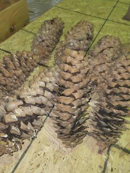 8 Piece Pine Cone Collection $1 STS