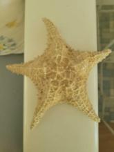 Starfish $1 STS