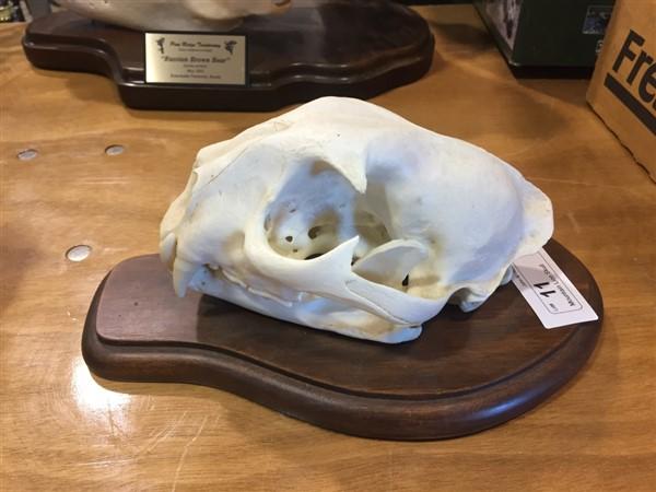 Mountain Lion Skull