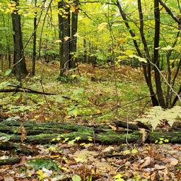 80 Acre Wooded Hunting Property