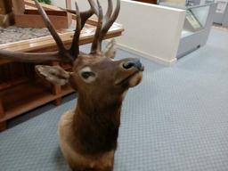 Taxedermy Elk Head