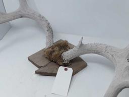 9 PT ANTLERS BELIEVED TO BE WHITETAIL DEER MOUNTED