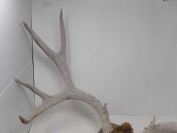 9 PT ANTLERS BELIEVED TO BE WHITETAIL DEER MOUNTED