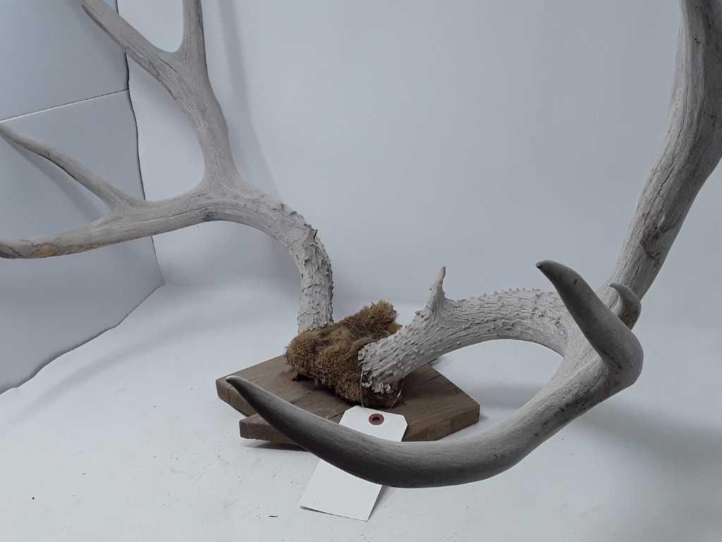 9 PT ANTLERS BELIEVED TO BE WHITETAIL DEER MOUNTED