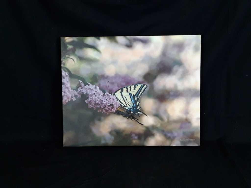 Butterfly Print by Mollie Plummer on Canvas