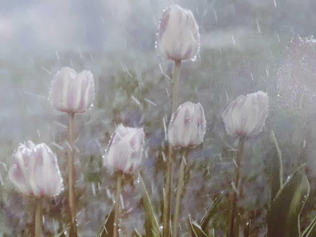 Tulips in Rain Print by Mollie Plummer on Canvas