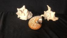 TIGER STRIPE NAUTILUS, RAMOSE MUREX & CONCH SHELLS