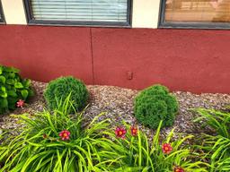 Outdoor Plants - Buyer to remove