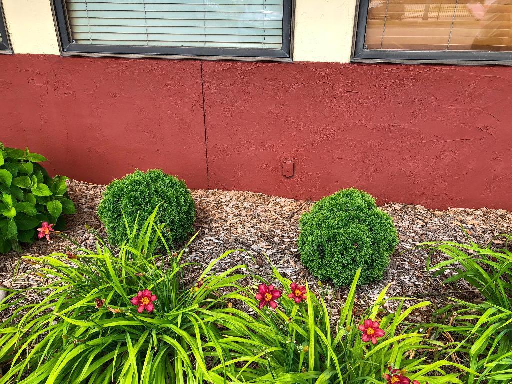 Outdoor Plants - Buyer to remove