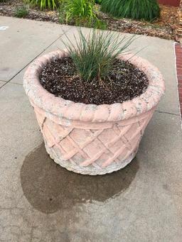 Outdoor Plant in Concrete Planter - Buyer to remove