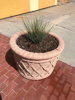 Outdoor Plant in Concrete Planter - Buyer to remove