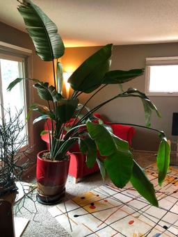 Large Potted Plant, 8' tall