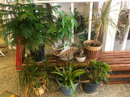 (7) Seven Assorted Plants in Pots- All in Good Condition See Photos for Details