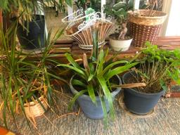 (7) Seven Assorted Plants in Pots- All in Good Condition See Photos for Details