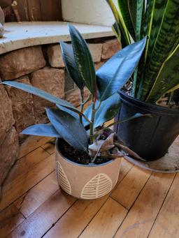 Two Live Potted Plants