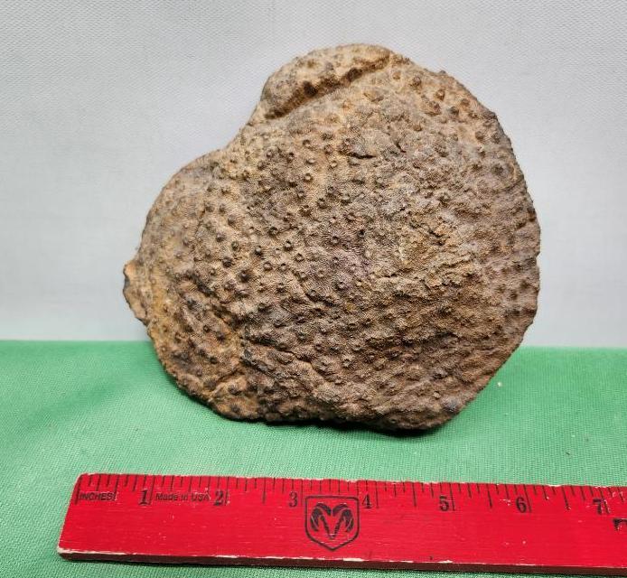 Fossilized sponge from Morocco