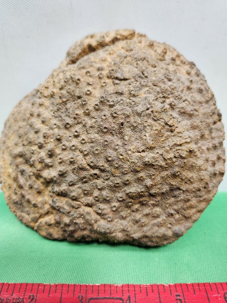 Fossilized sponge from Morocco