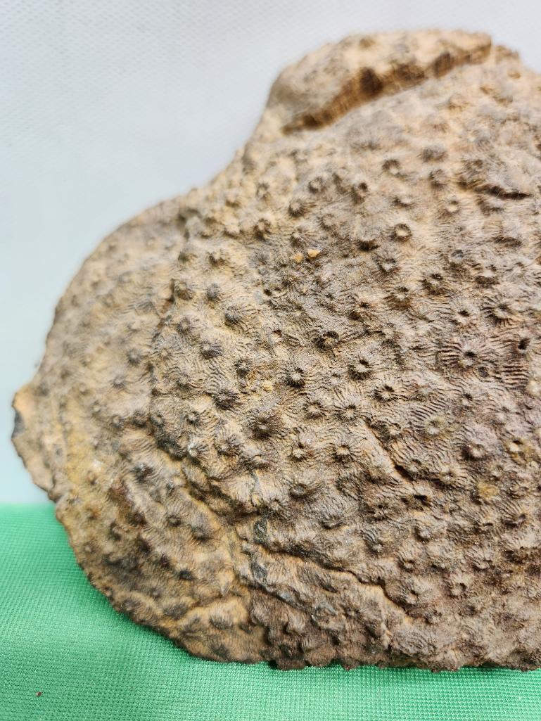 Fossilized sponge from Morocco