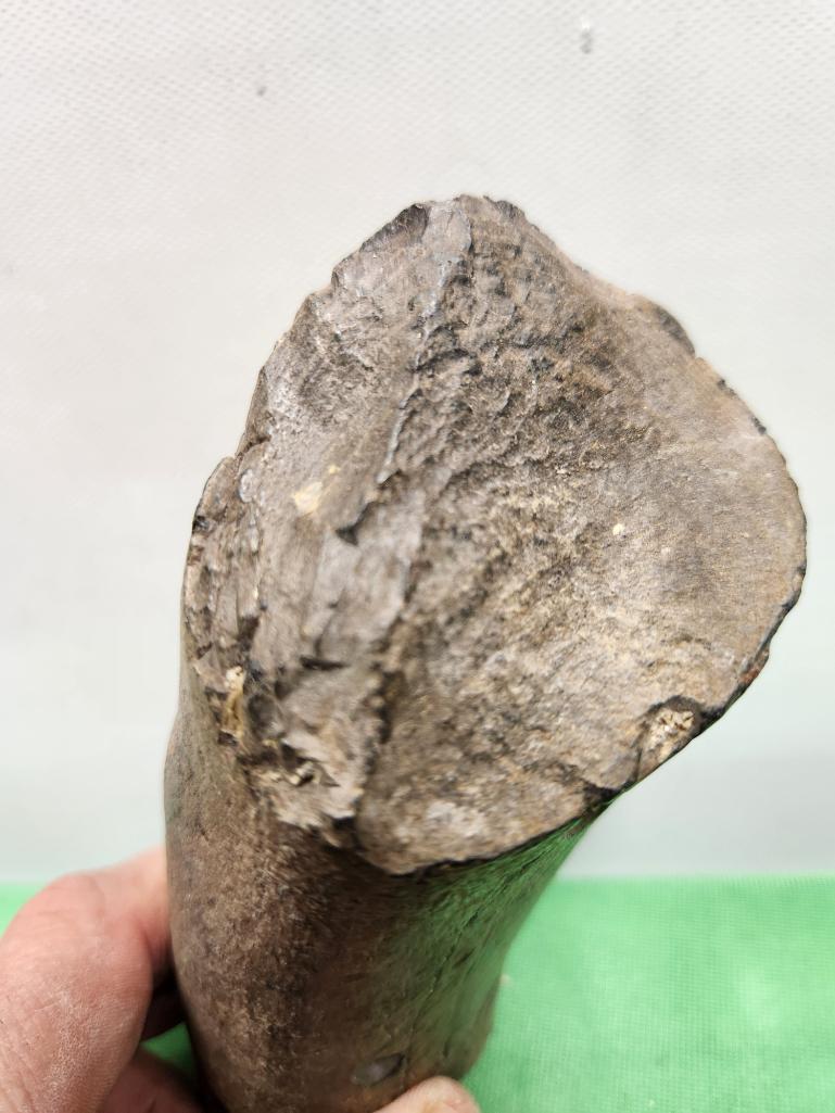 Petrified wood - see picture and possible fossilized tusk - see pictures